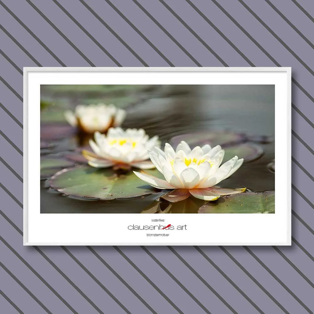 waterlilies.jpg