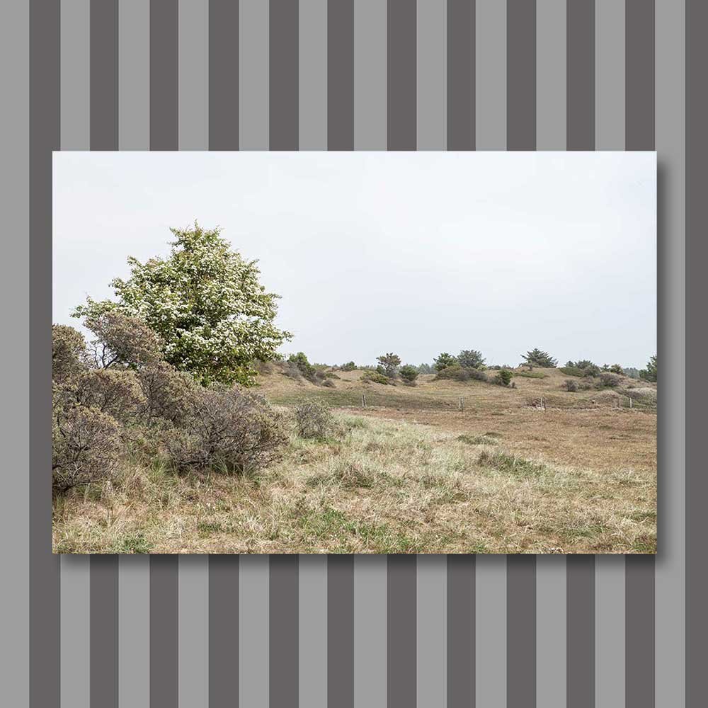 skallerup inland dunes 4.jpg
