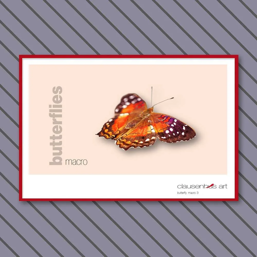 butterfly 3.jpg