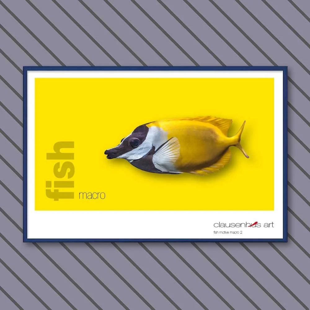 fish 2.jpg