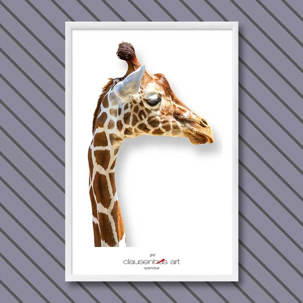 giraffe.jpg