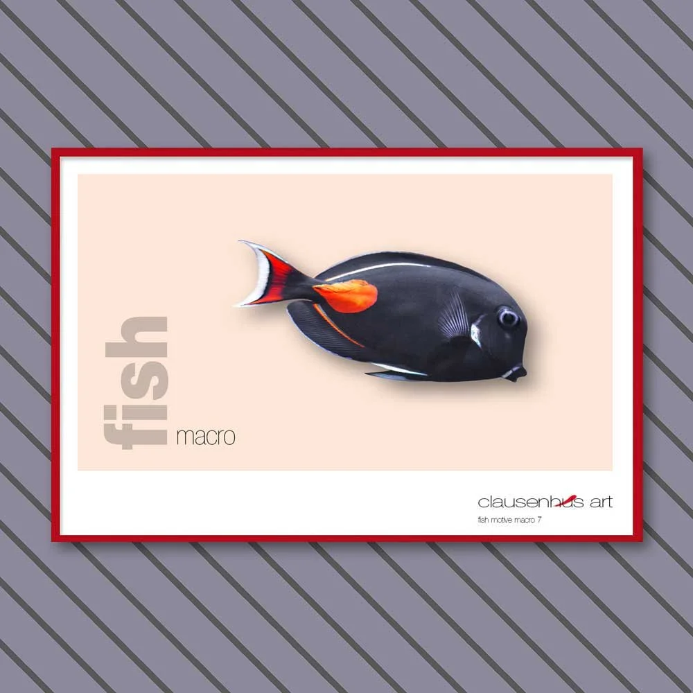 fish 7.jpg