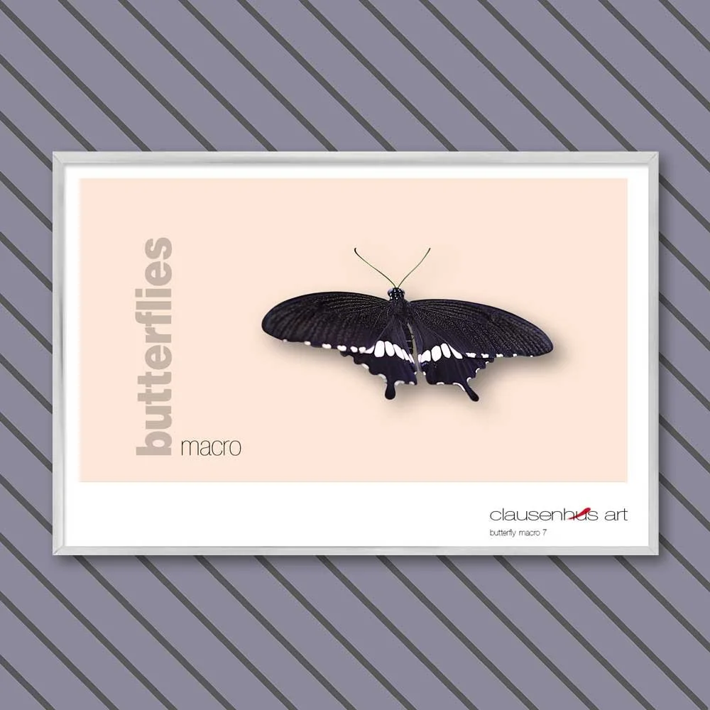 butterfly 7.jpg