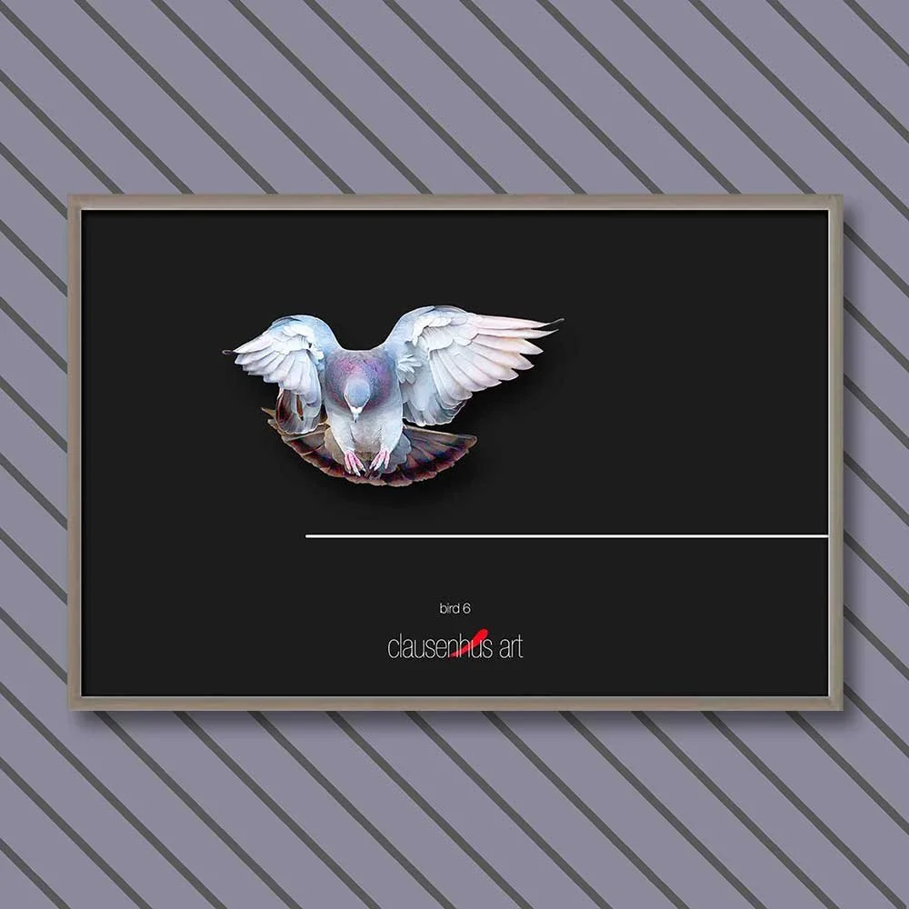 bird-6.jpg