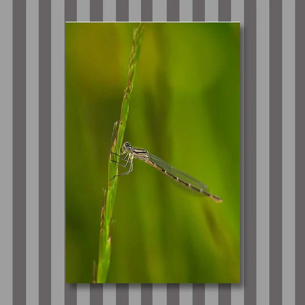 azure damselfly fimale (coenagrion puella).jpg