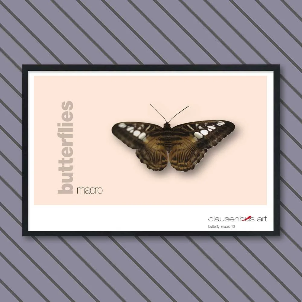 butterfly 13.jpg