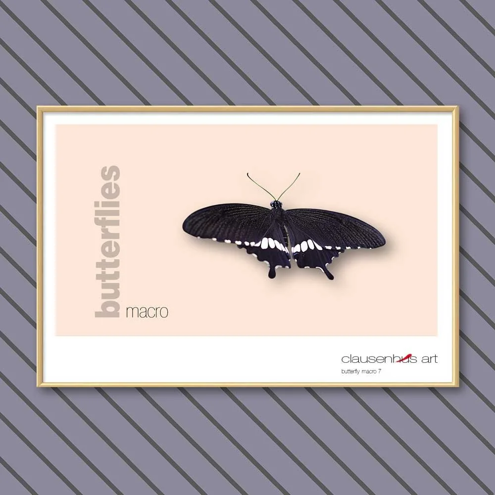 butterfly 7.jpg