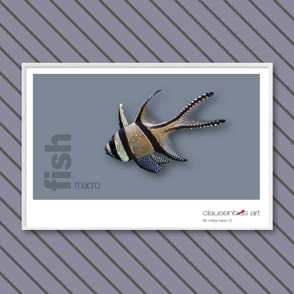 fish 13.jpg