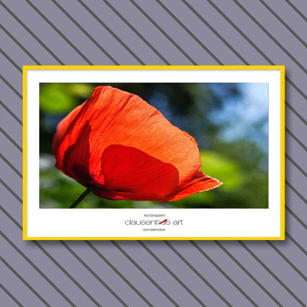 red-transparent-copy.jpg