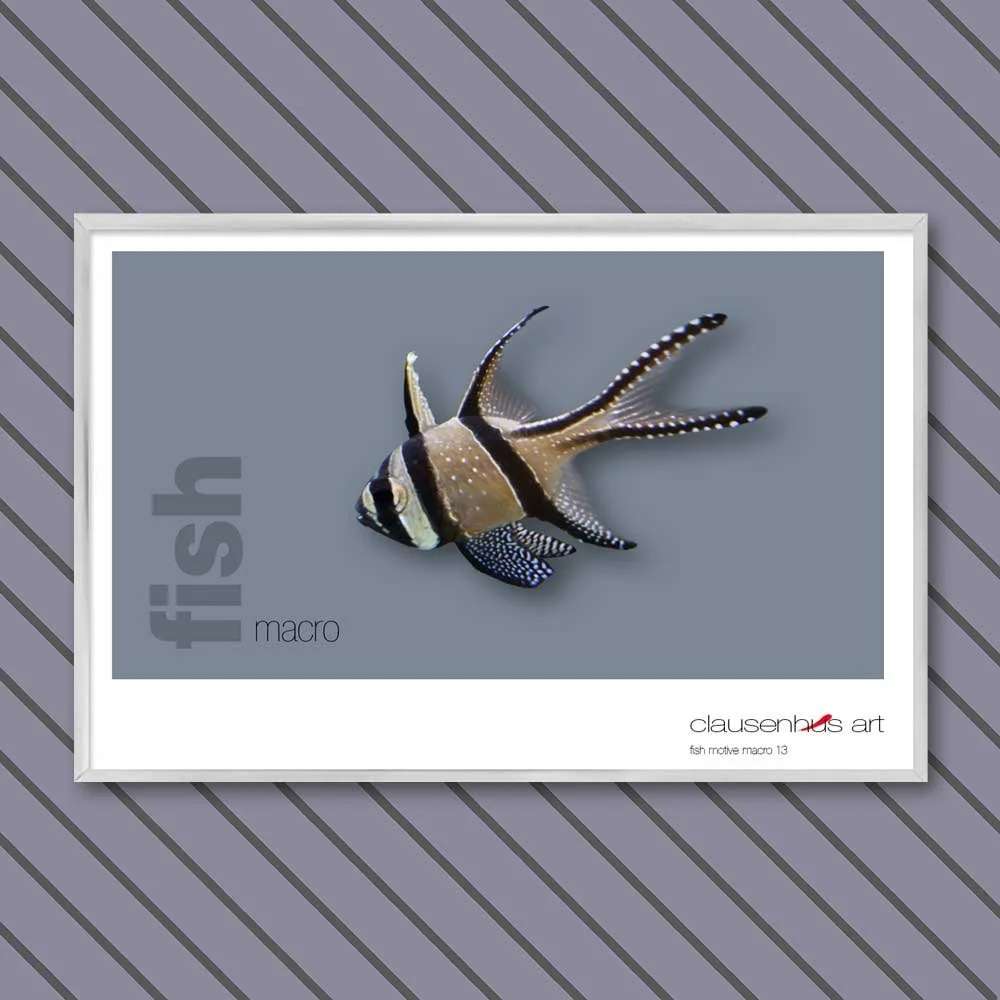 fish 13.jpg