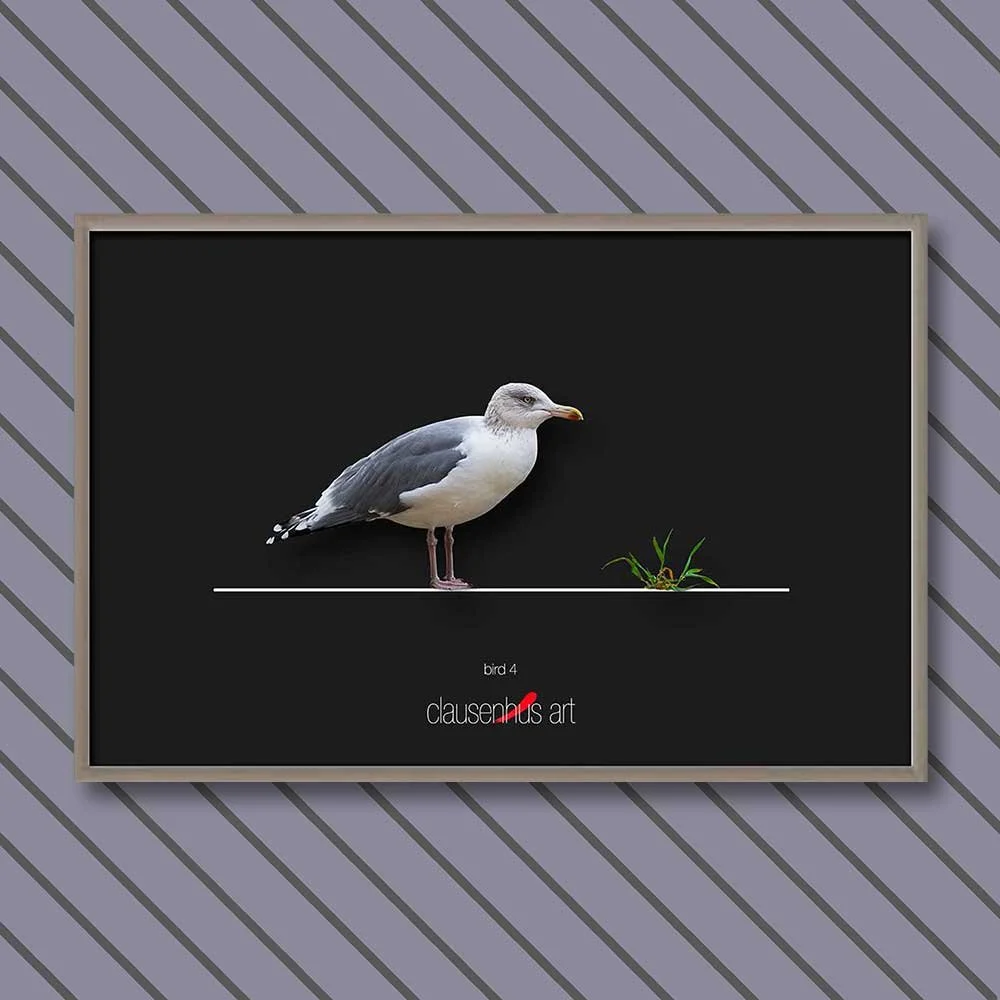 bird-4.jpg