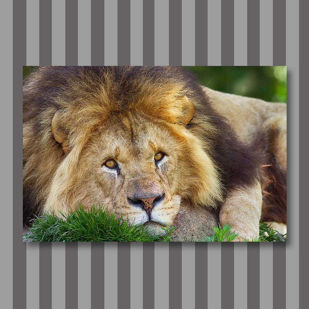 the lion.jpg