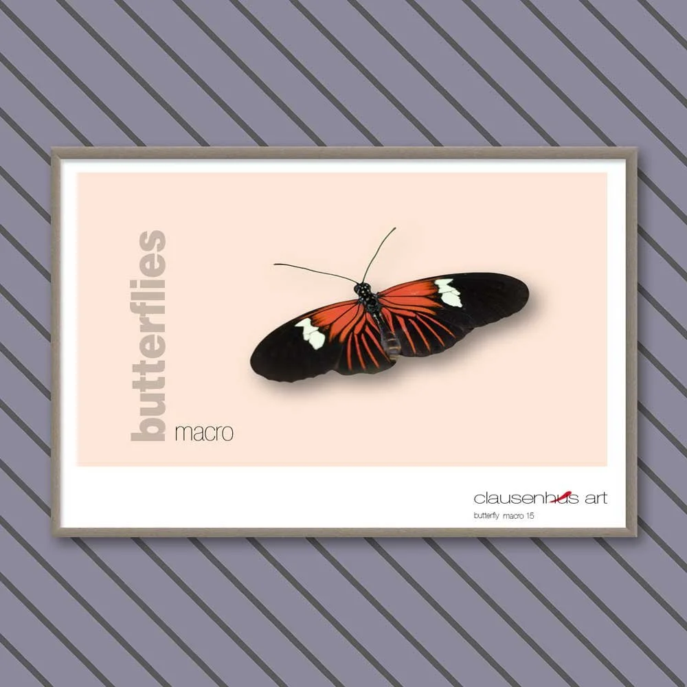 butterfly 15.jpg