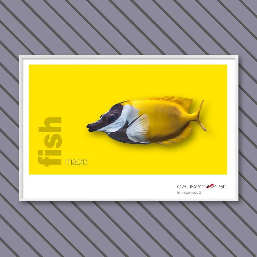 fish 2.jpg