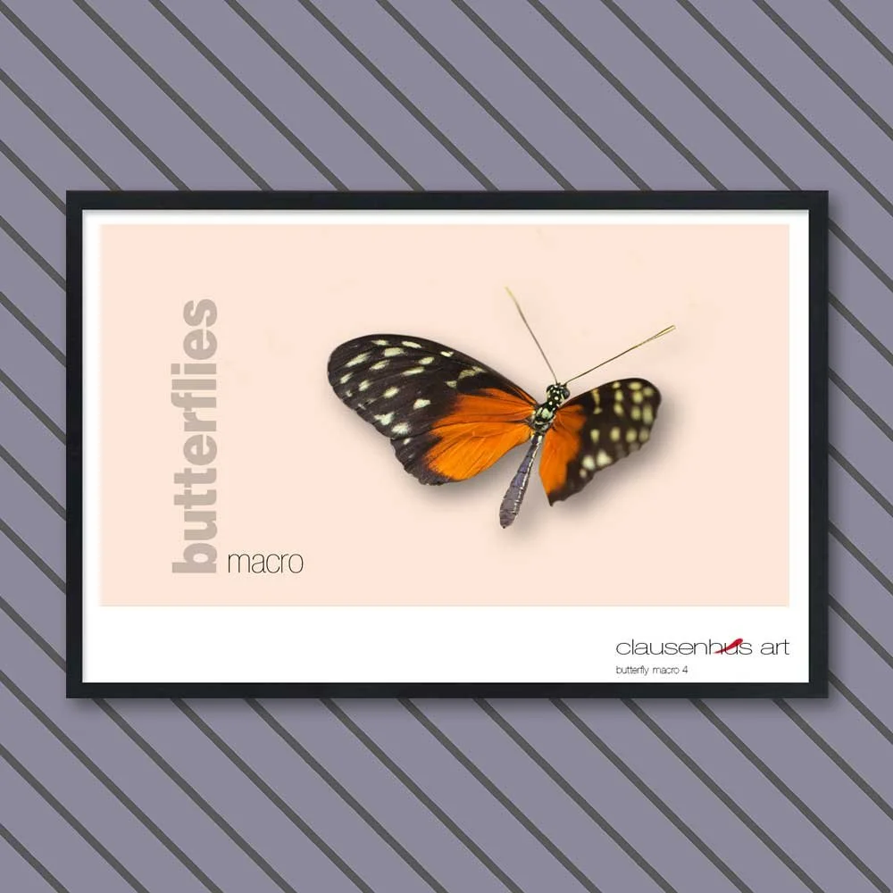 butterfly 4.jpg