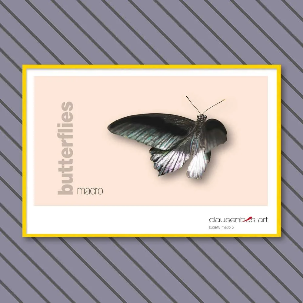 butterfly 5.jpg