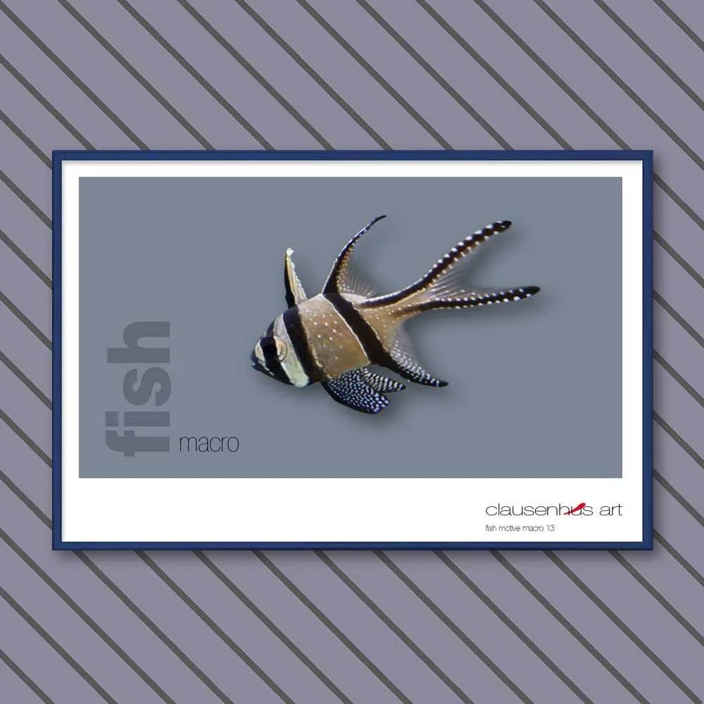 fish 13.jpg