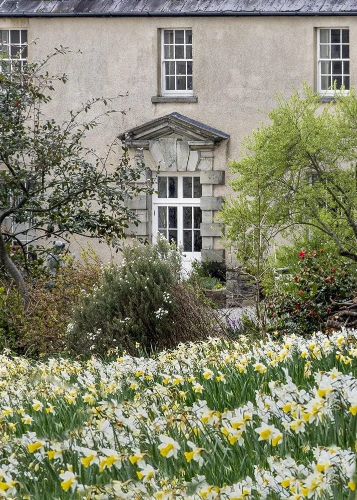 Dromana-daffodils.jpg