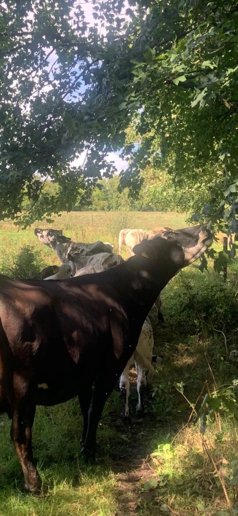 cow picture .jpg