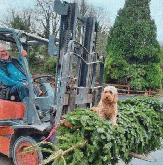 feakle christmas tree.gif