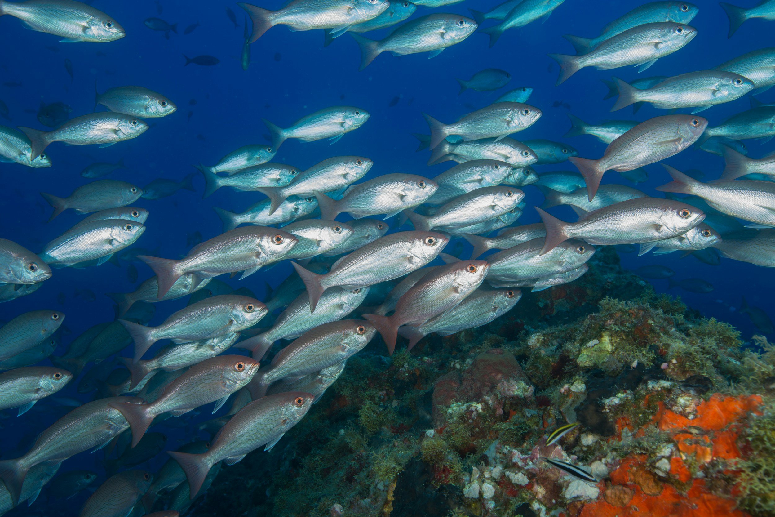 Fishery Disaster Relief Program Struggles With Delays Despite Legislative Reform