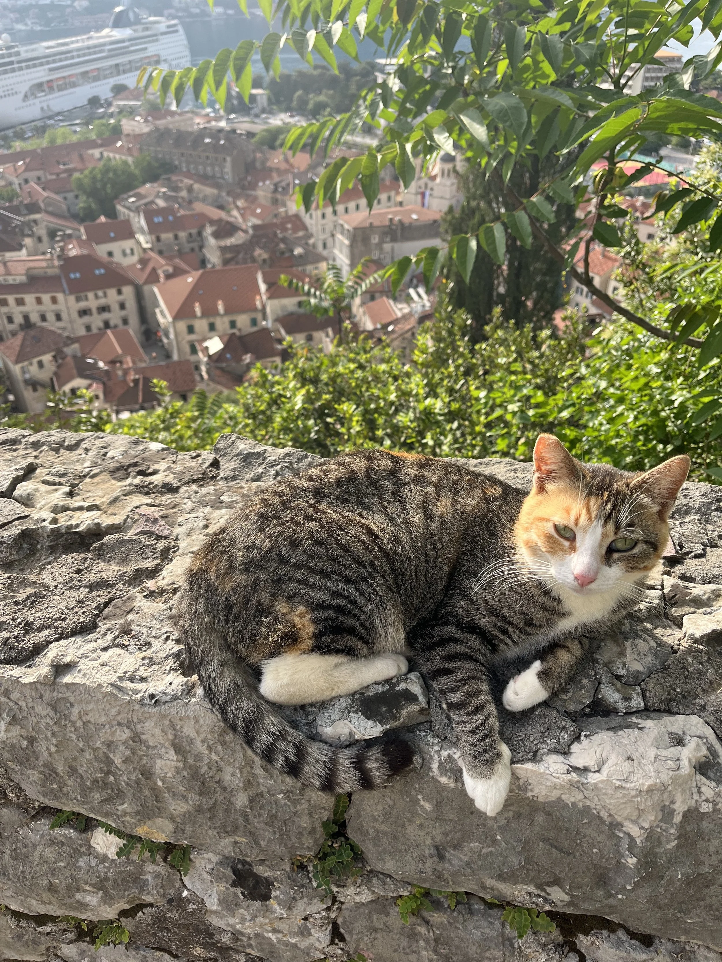 Cat sitting on fortress walk overlooking Old Town Kotor