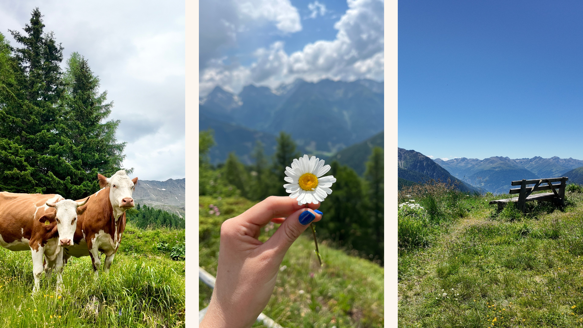 Cows, flower, bench Kals am Großglockner Austrian Alps