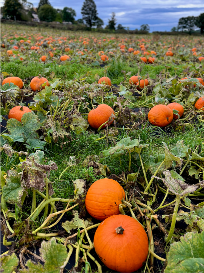 Halloween in Edinburgh_Pumpkin Patch