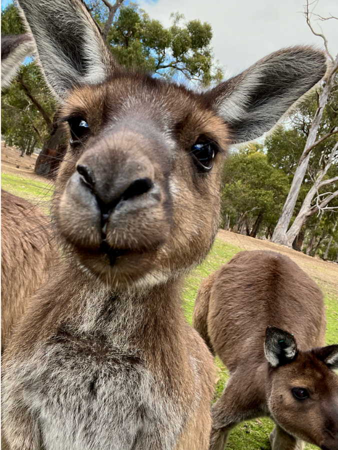 Is This Your Last Chance To Hold A Koala_Kangaroos