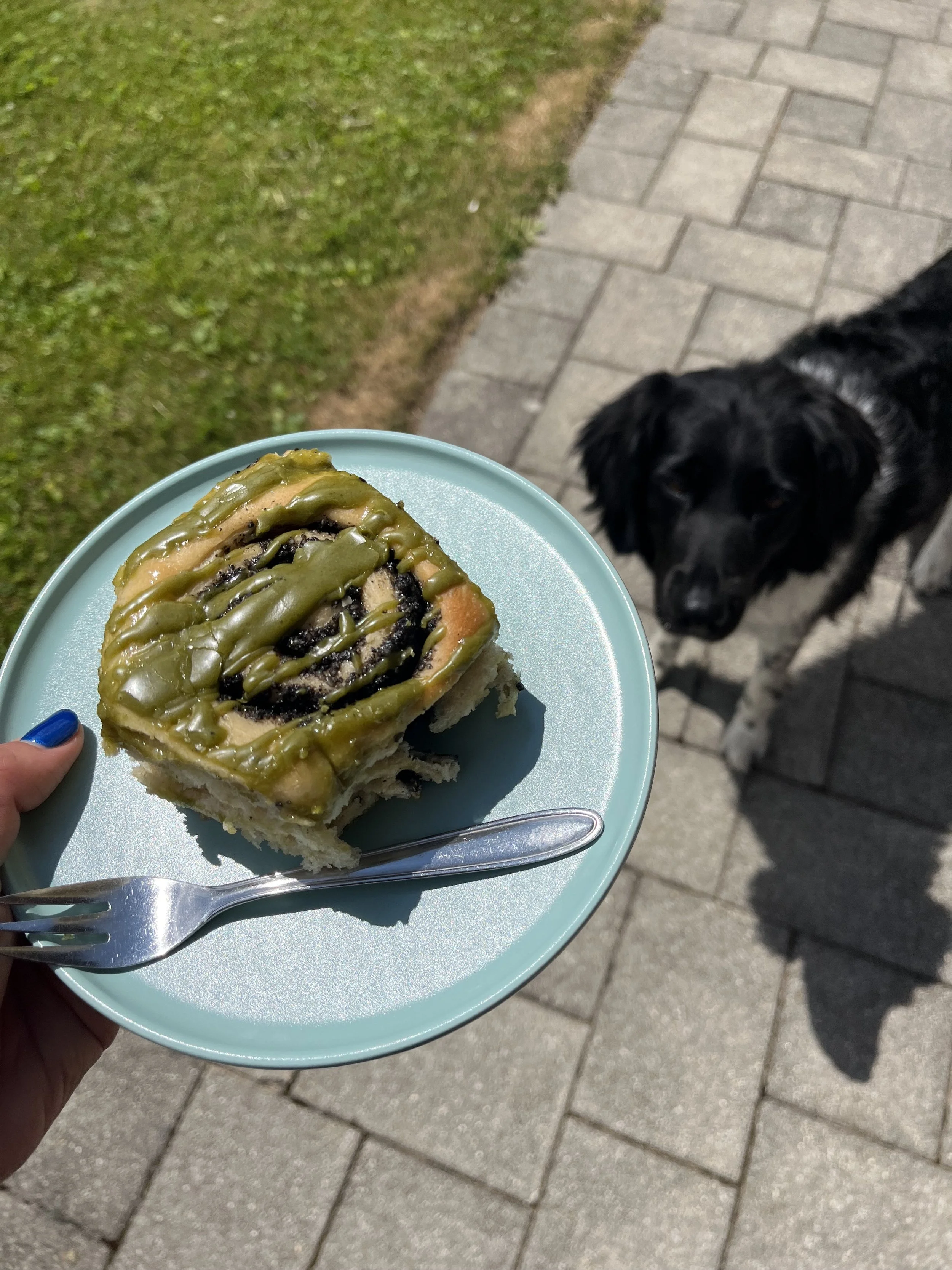 Cinnamon roll and dog