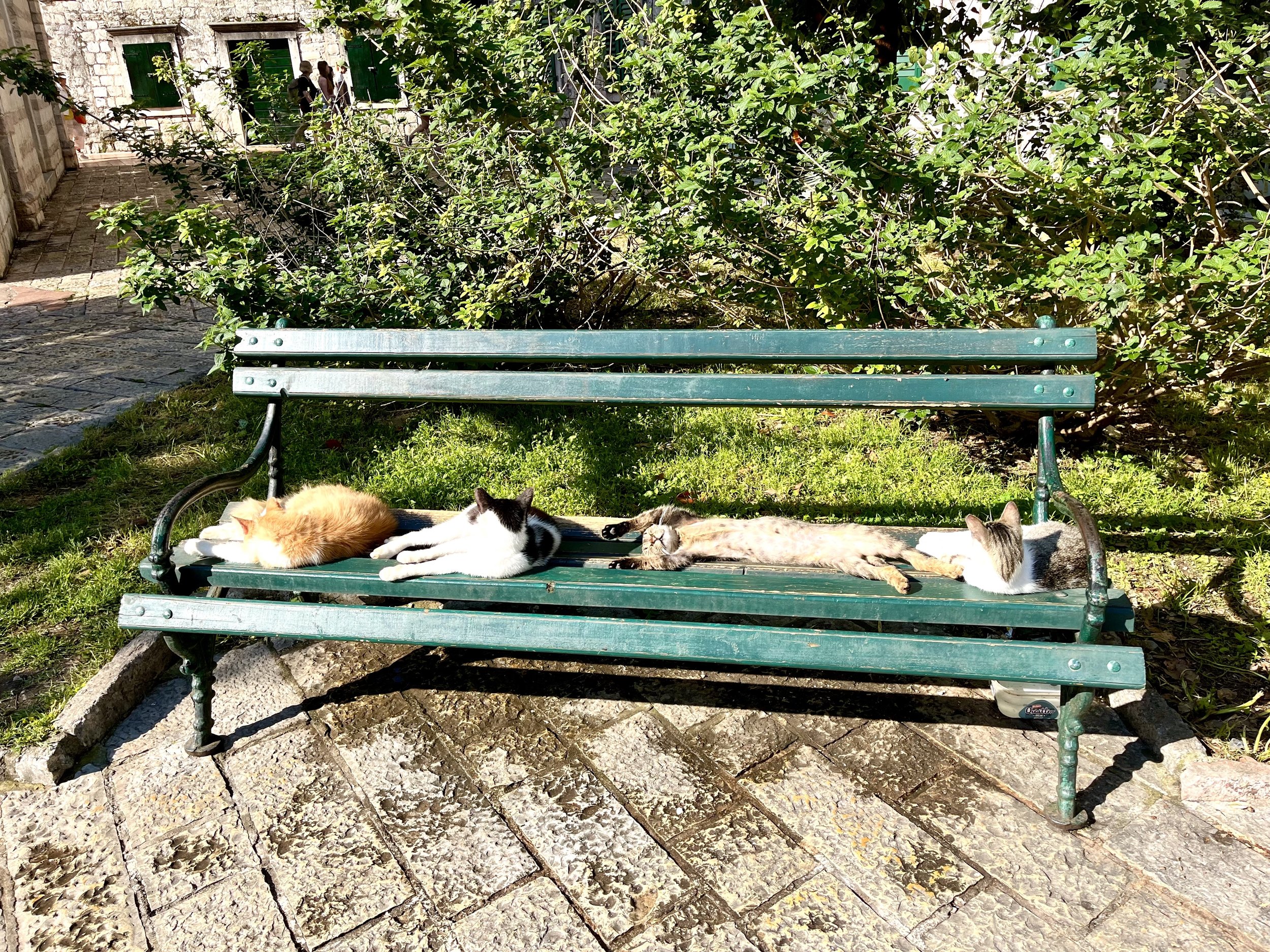 Four cats on a bench in Kotor's Old Town