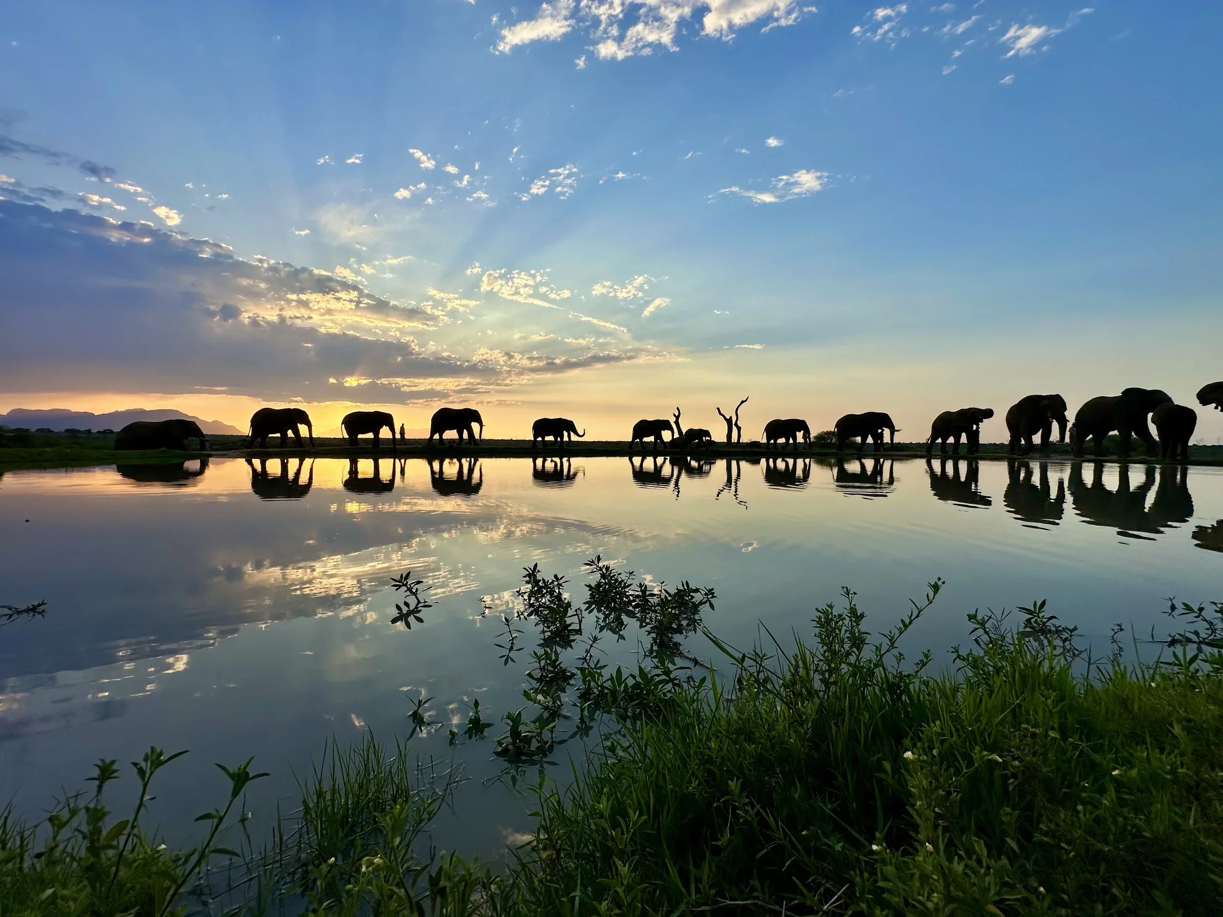 Elephants in Kenya. Photo taken by Annie on Safari.