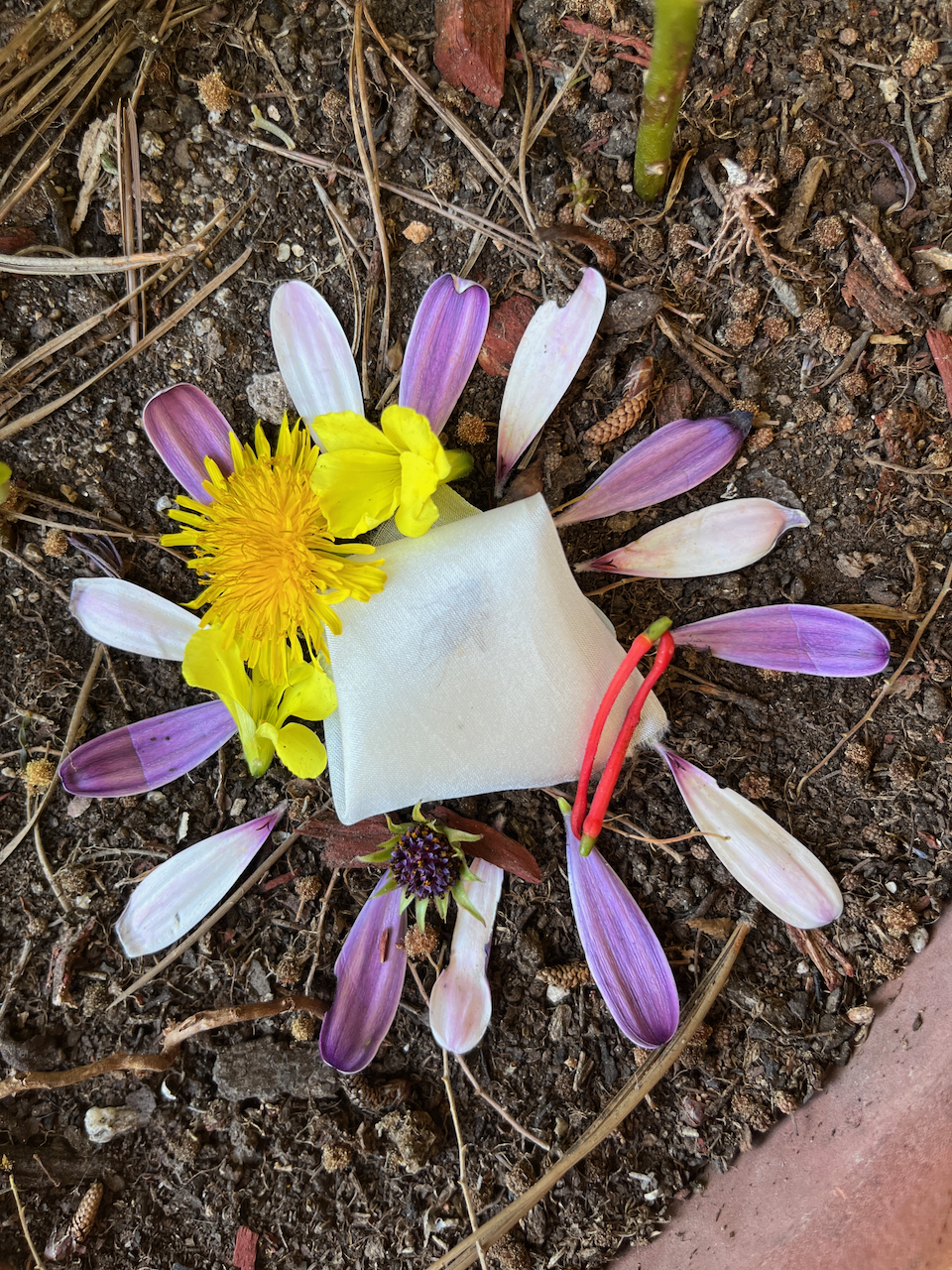 De Santo, Grillo
Photographed ceremony of a cricket in Chile wrapped in fabric and flowers
2024