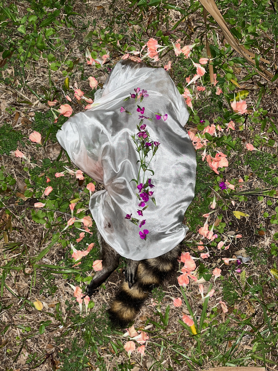 Yard Raccoon
Photographed ceremony of a bird wrapped in silk and floral offerings
2024