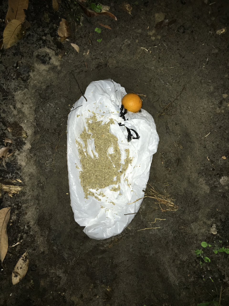 20 Pound Bunny? (Raccoon)
Photographed burial of a raccoon in a bag with an orange and sage on silk
42x61 inches
2021