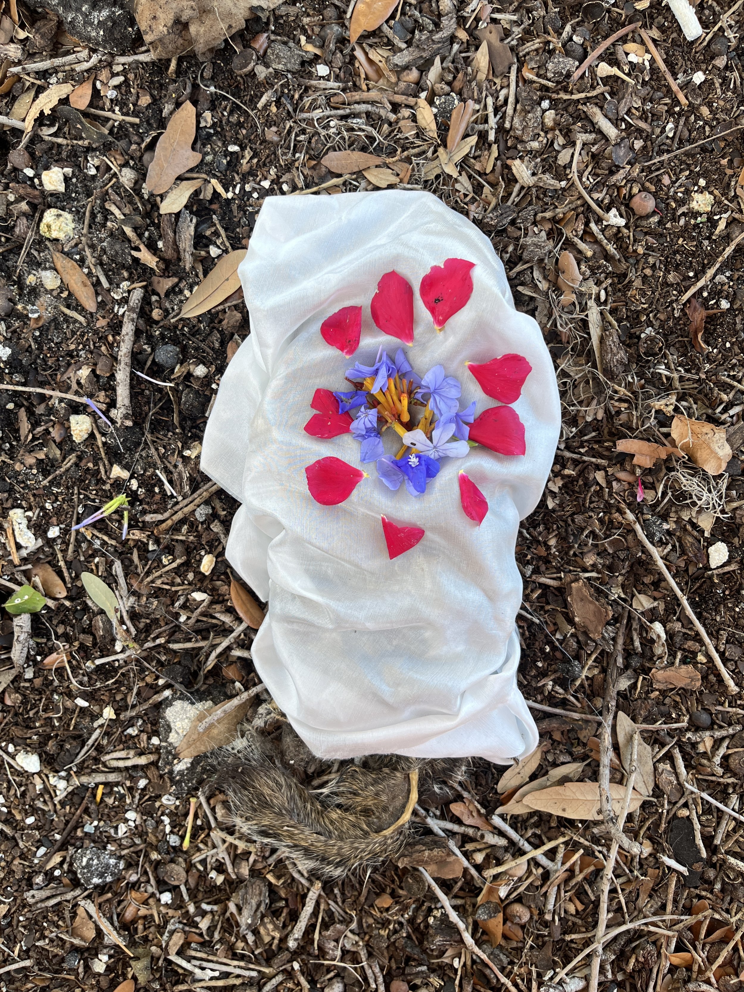 Tree Trunk Tattered Squirrel
Photographed ceremony of a squirrel wrapped in fabric and flowers
2024