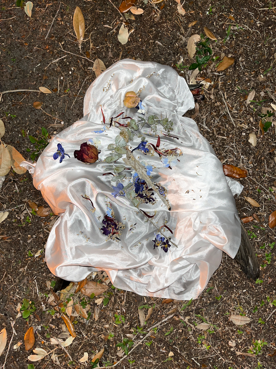 Crumpled Mottled Duck
Photographed ceremony of a duck with silk, sage, lavender, and flowers on silk
42x61 inches
2023