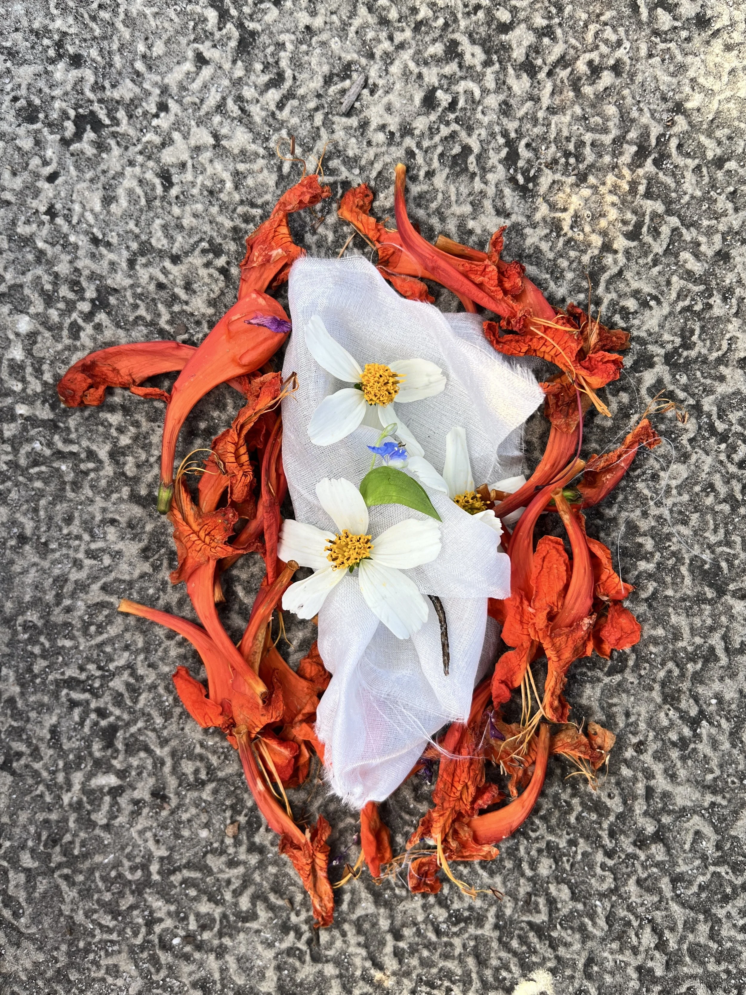 Ant Food Lizard  
Photographed ceremony of a lizard wrapped in silk and flowers  
2024