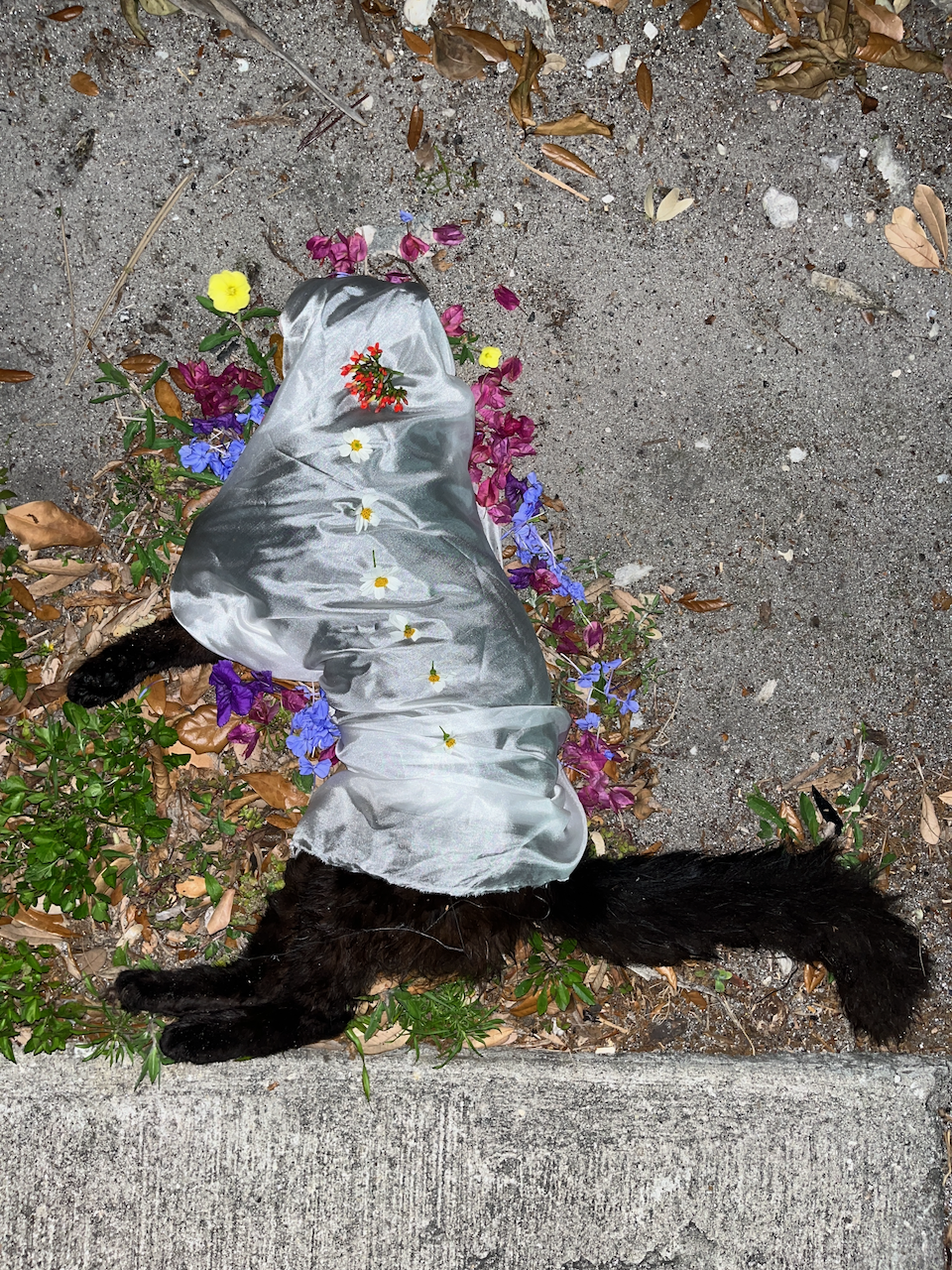 Roach Wine Cat
Photographed ceremony of a cat wrapped in fabric and flowers
2024