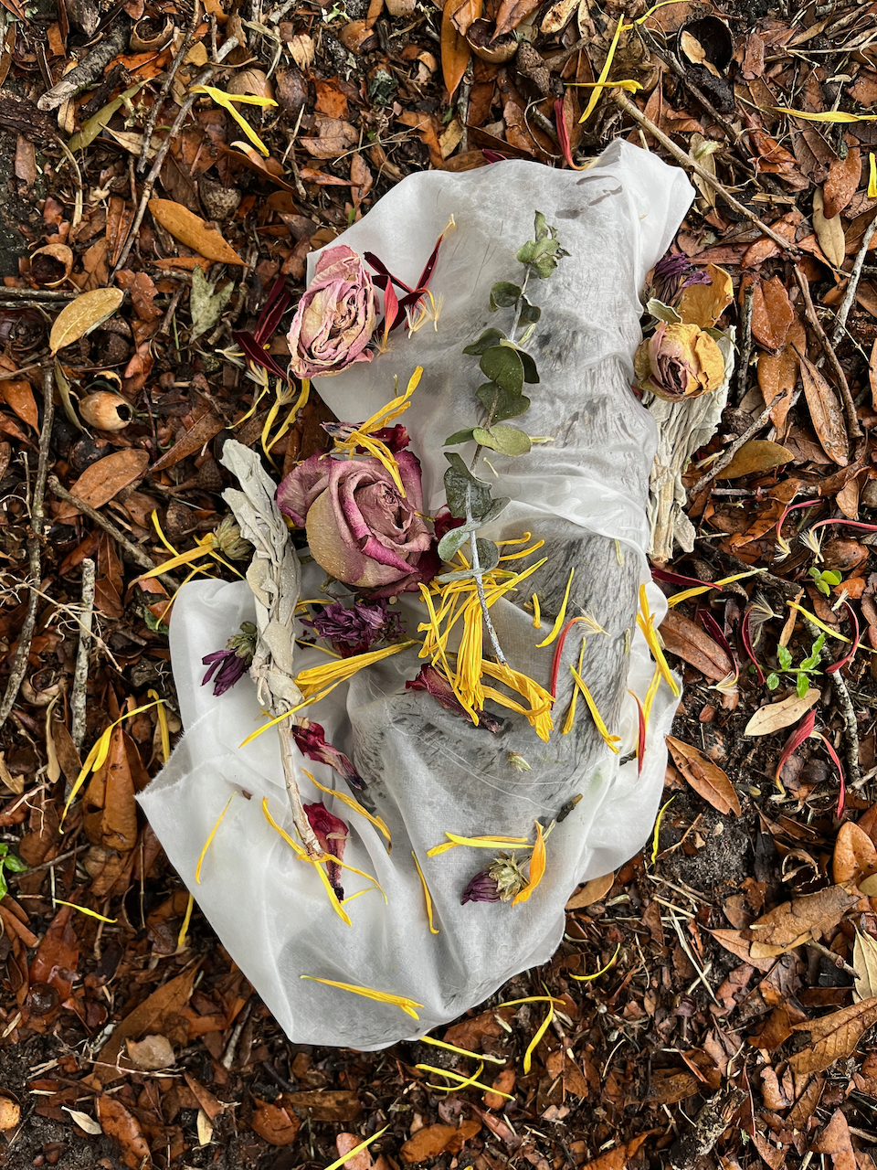 Wet Squirrel
Photographed ceremony of a squirrel with silk, sage, lavender, flowers, and eucalyptus on silk
42x61 inches
2023