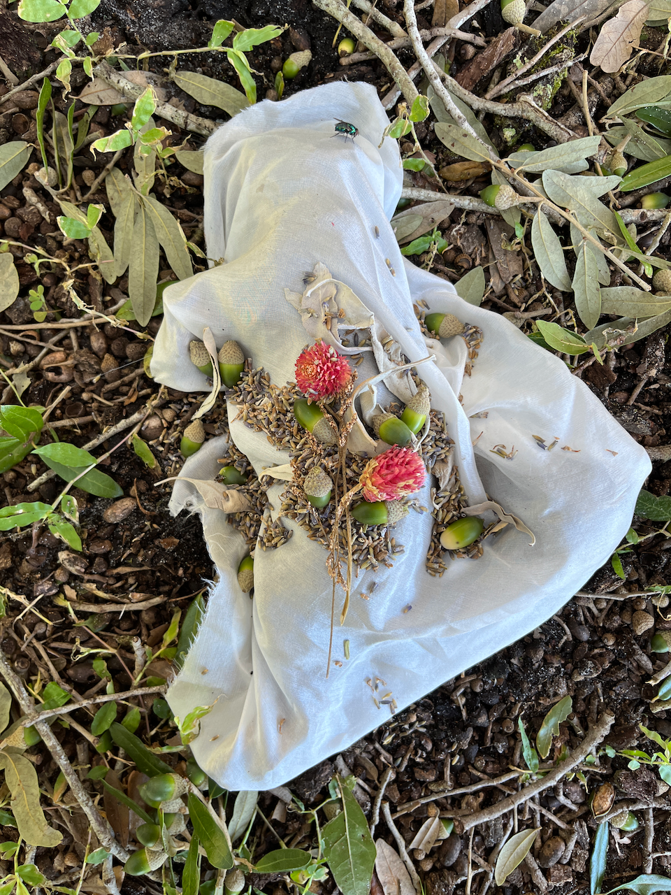 Post Hurricane Squirrel
Photographed ceremony of a squirrel with silk, acorns, sage, lavender, and flowers on silk
42x61 inches
2022