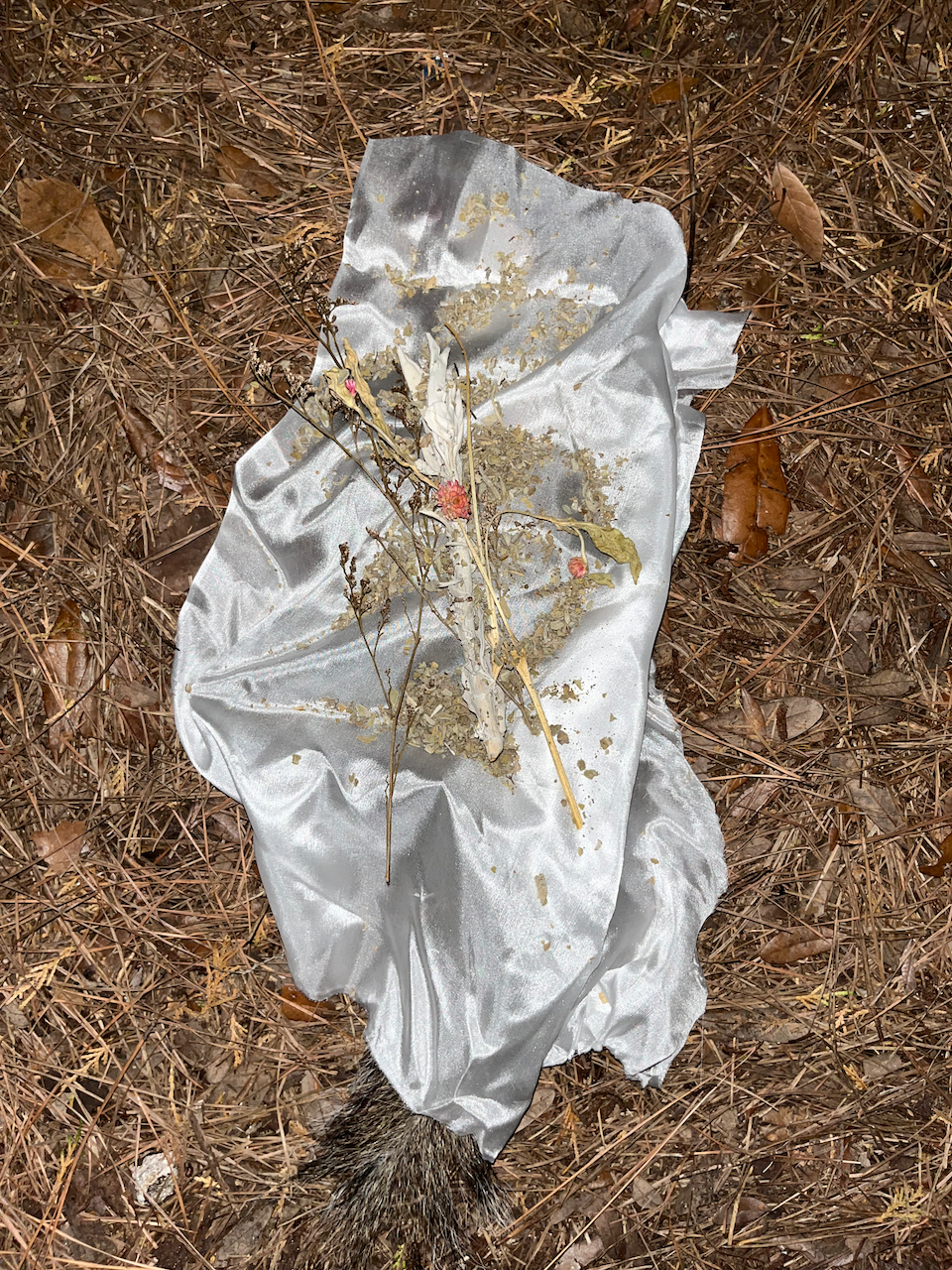 Front Yard Squirrel
Photographed ceremony of a squirrel with sage and flowers on silk
42x61 inches
2022