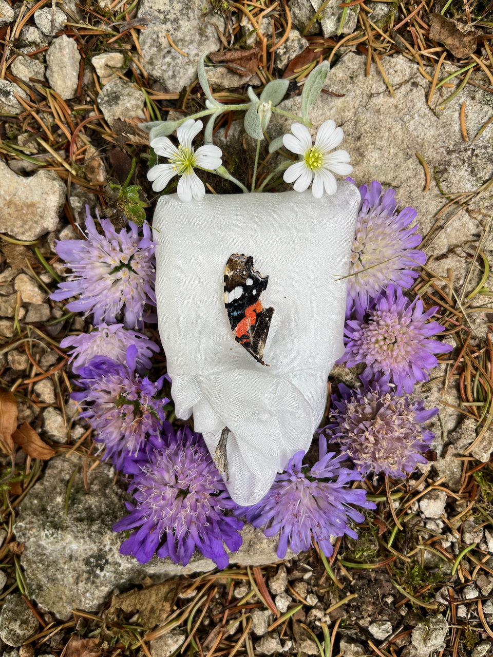 Cadeau De Chateau
Photographed ceremony of a snake wrapped in silk and native offerings of Orquevaux, France, on silk
42x61 inches
2023