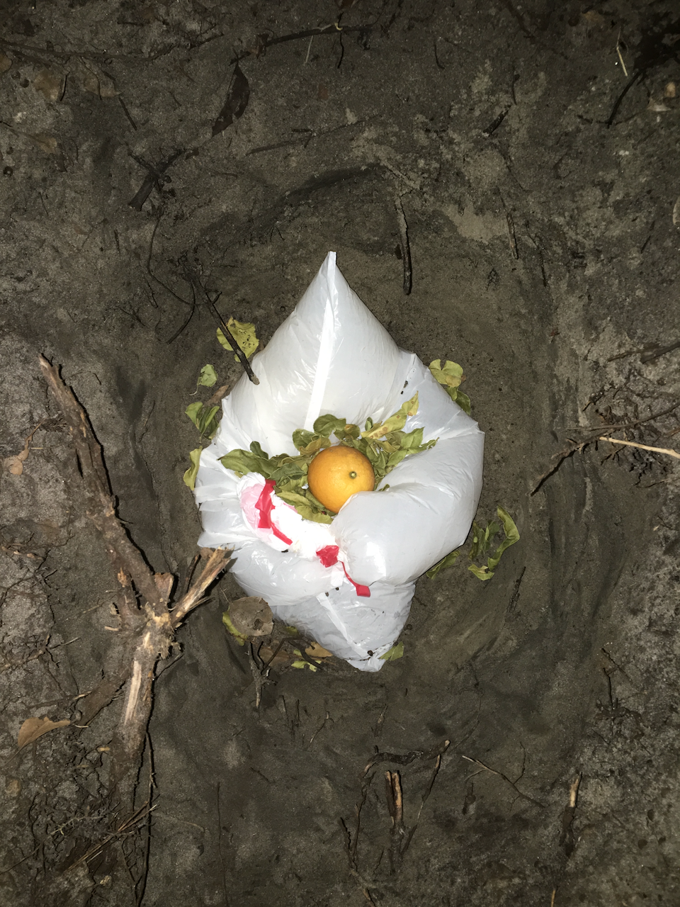 Fluffy Beige Cat
Photographed burial of a cat in a bag with an orange and lime leaves on silk
42x61 inches
2021