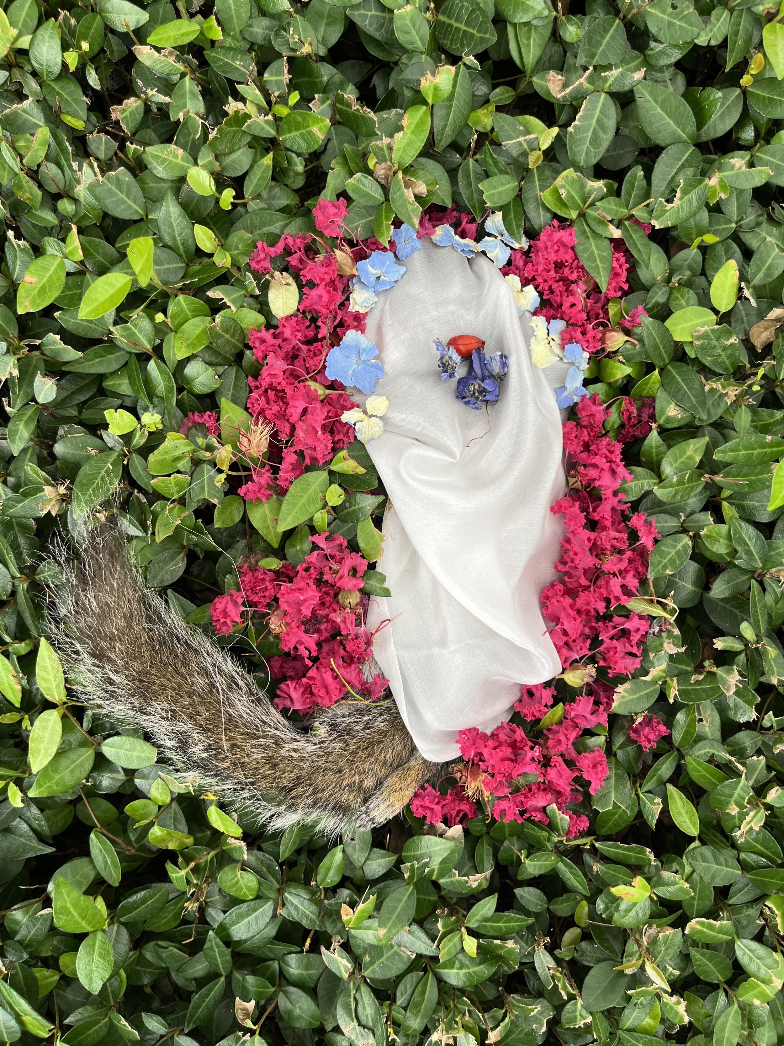 Very Soft Squirrel
Photographed ceremony of a squirrel wrapped in fabric and flowers
2024