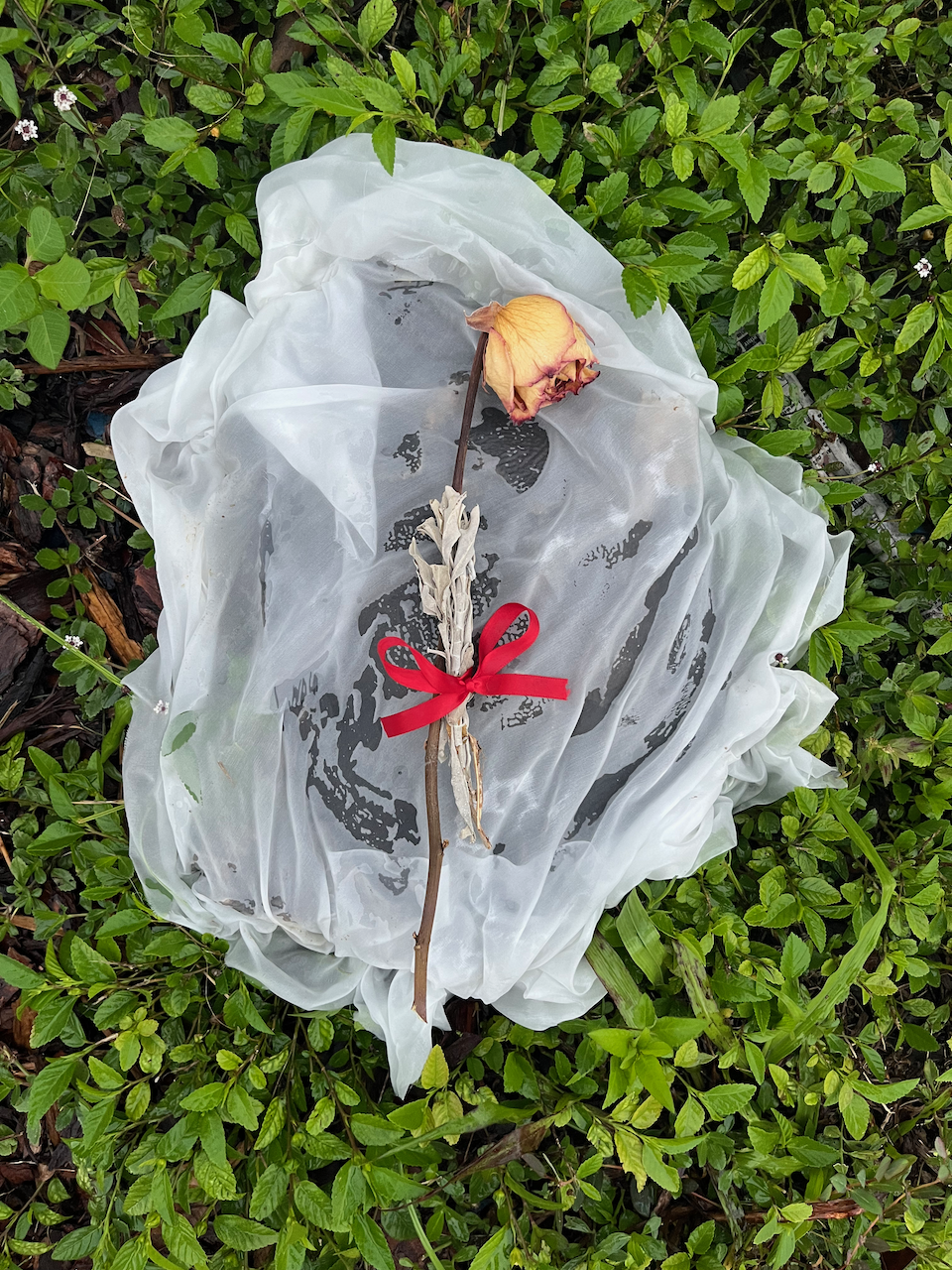 Soft Shelled Turtle
Photographed ceremony of a turtle with silk, sage, a rose, and ribbon on silk
42x61 inches
2022