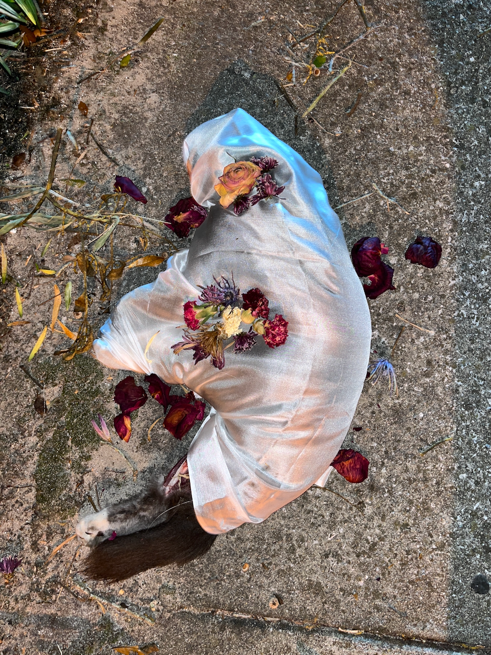 Fluffy Grey Cat
Photographed ceremony of a cat wrapped in silk and flowers, on silk
42x61 inches
2023