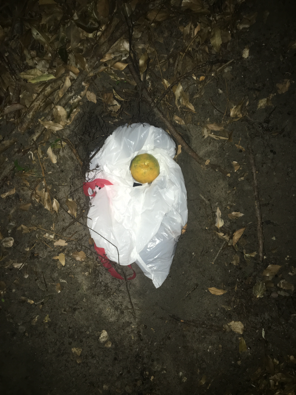 Black Cat
Photographed burial of a cat in a bag with an orange on silk
42x61 inches
2021