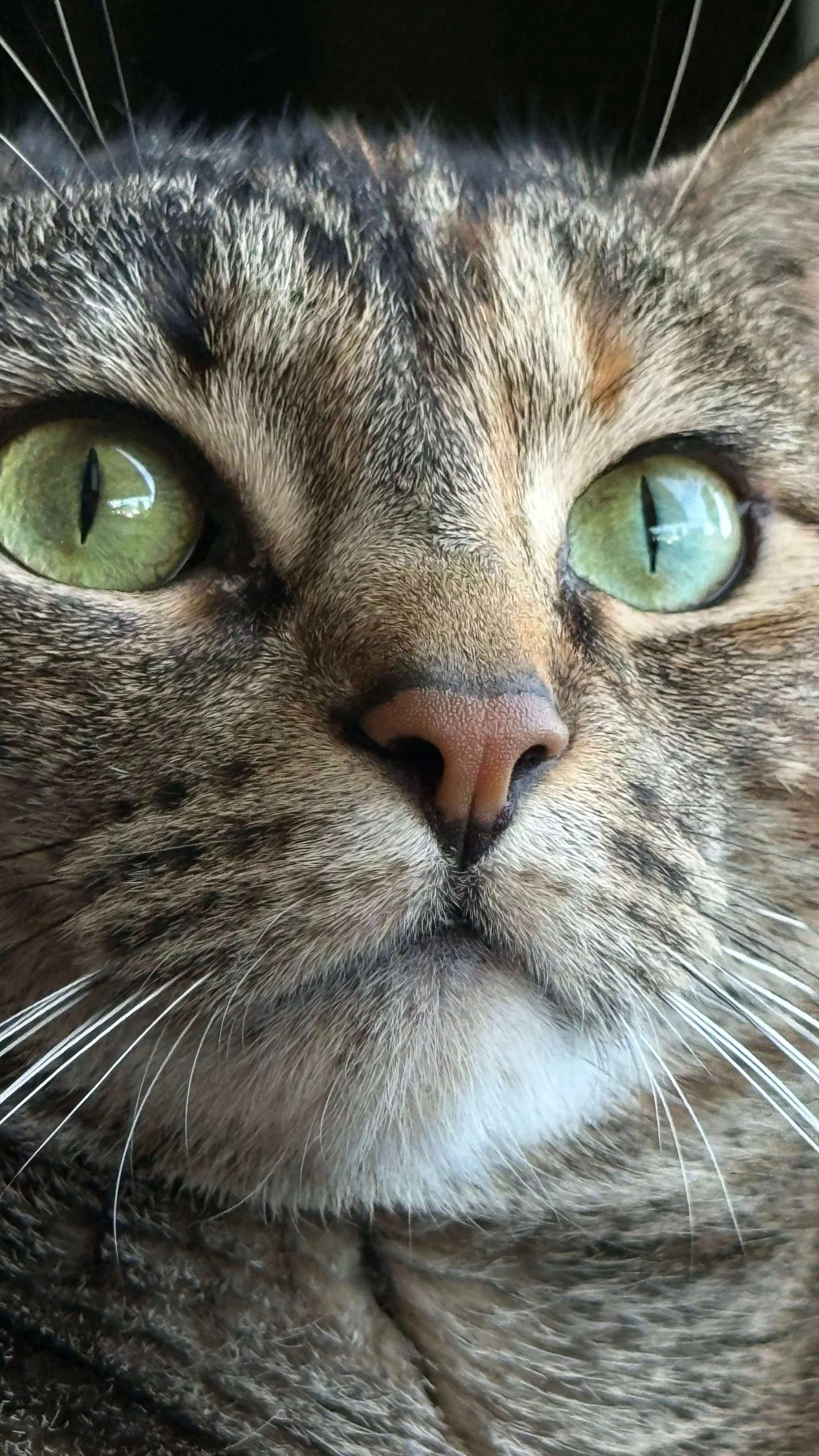 Close-up of a tabby cat's face showing green eyes, patterned fur, and white whiskers.