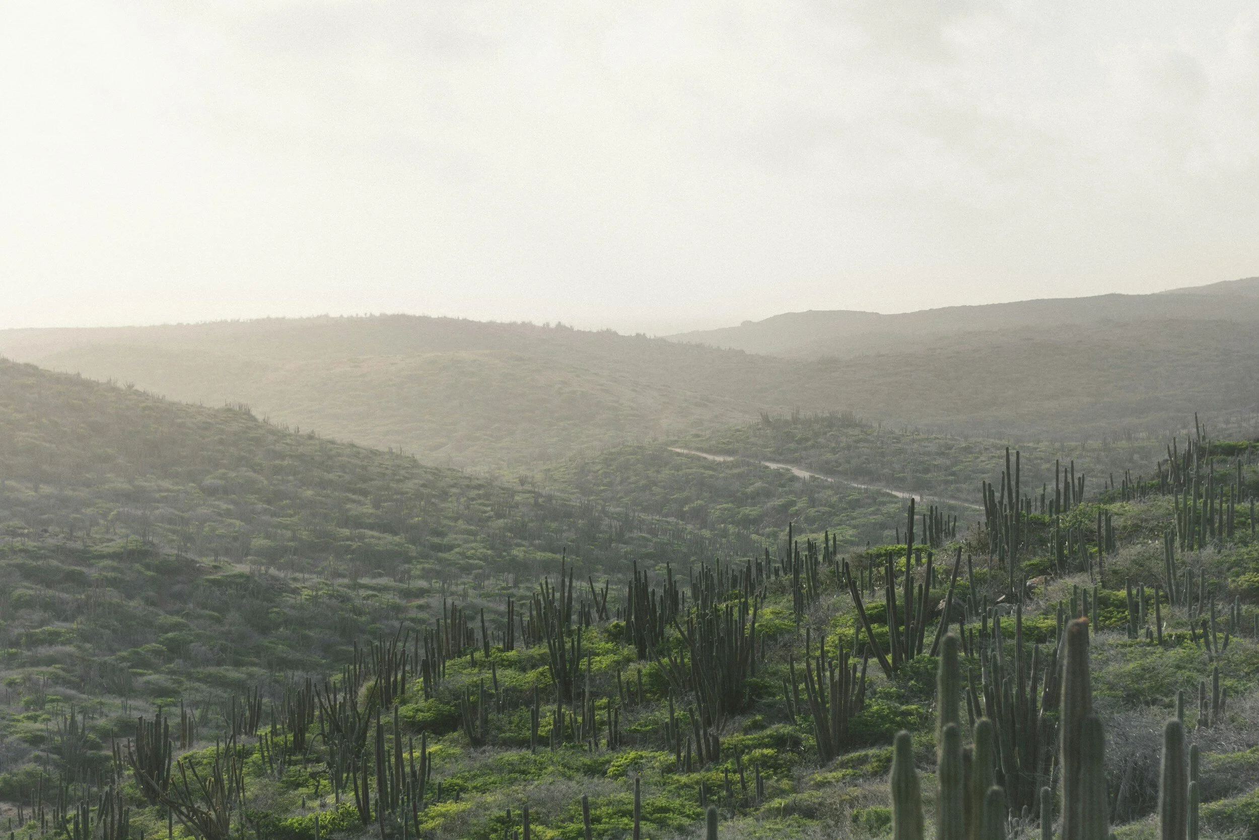 Hilly landscape covered with sparse vegetation and numerous tall, thin cacti. Overcast sky with haze creating a soft, muted lighting.